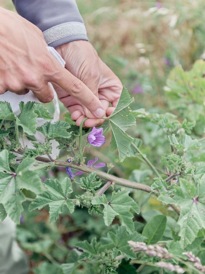 Illustration de l'événement : Prés salés et autres plantes comestibles