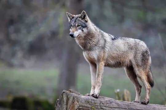 Illustration de l'événement : Le loup entre la Loire et la Vilaine