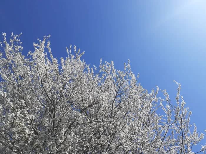 Illustration de l'événement : Célébrons ensemble l'équinoxe de printemps en Pleine Conscience !