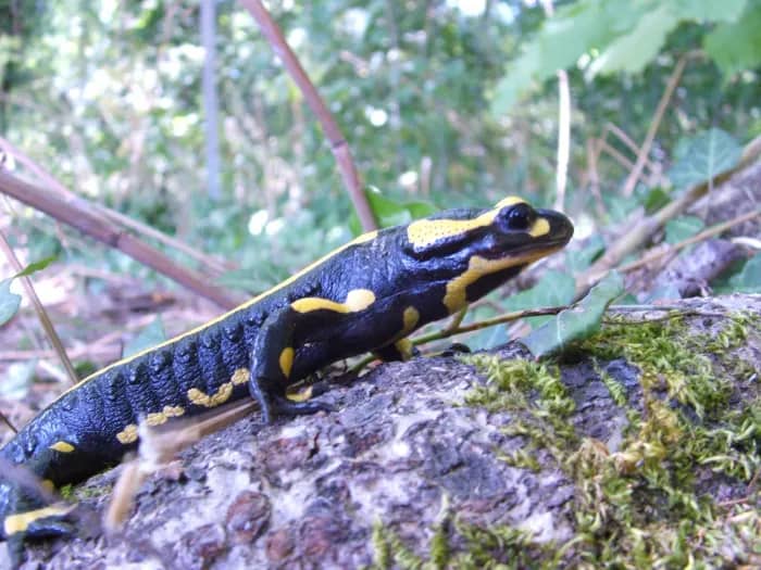 Illustration de l'événement : "Les amphibiens à l'automne et la très mystérieuse salamandre"