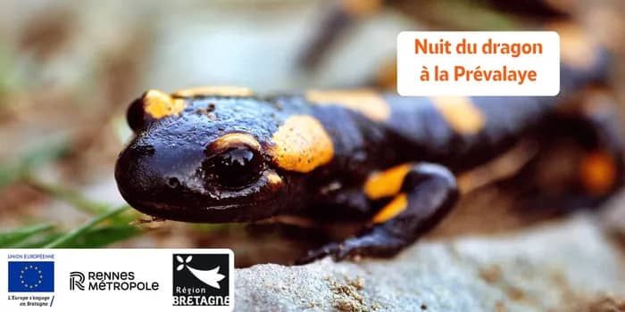 Illustration de l'événement : Nuit du dragon à la Prévalaye