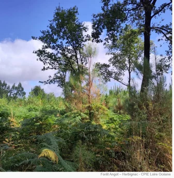 Illustration de l'événement : A la découverte des secrets des forêts et de leur gestion à Coët-Couron