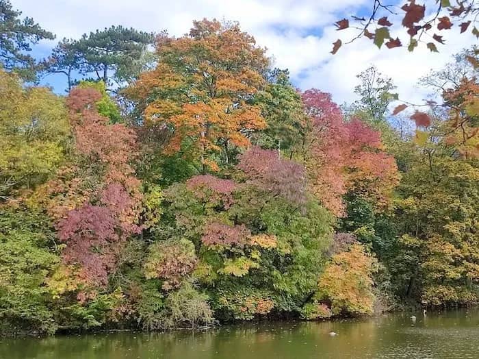 Illustration de l'événement : Escapade d'automne, balade botanique