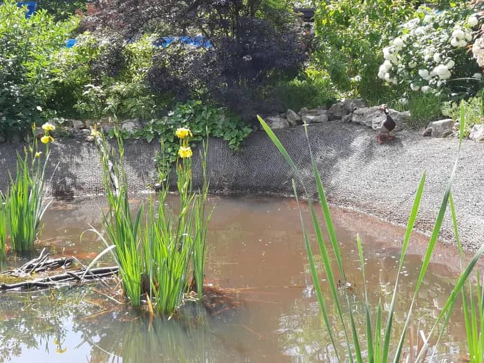 Illustration de l'événement : Visite thématique de la biodiversité du cimetière des Gonards