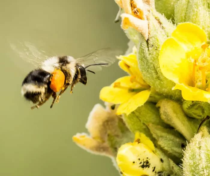 Illustration de l'événement : Entre fleurs et pollinisateurs