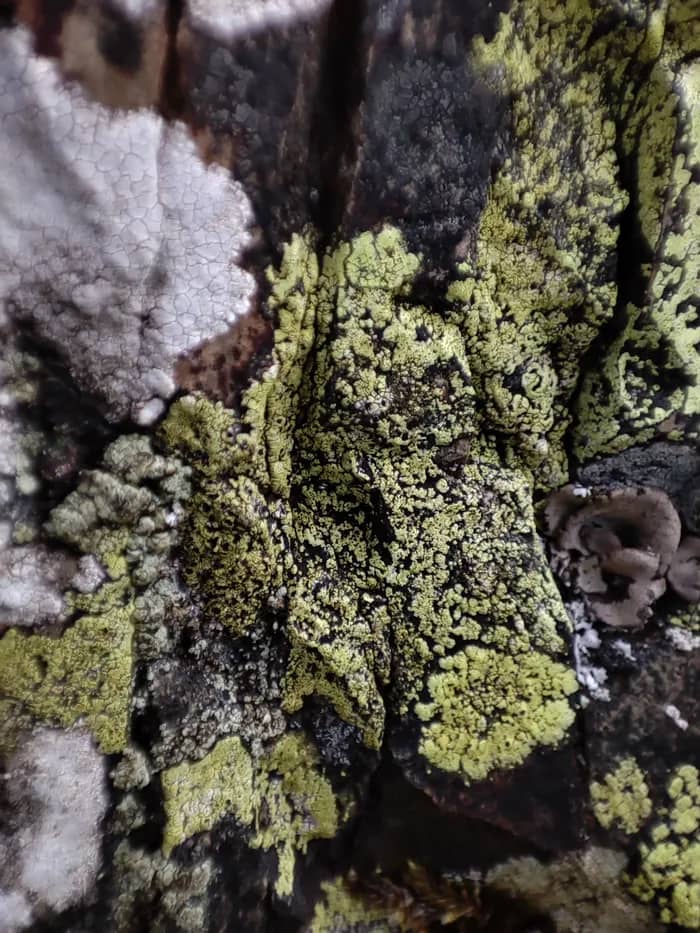 Illustration de l'événement : Lichens, un monde fantastique !