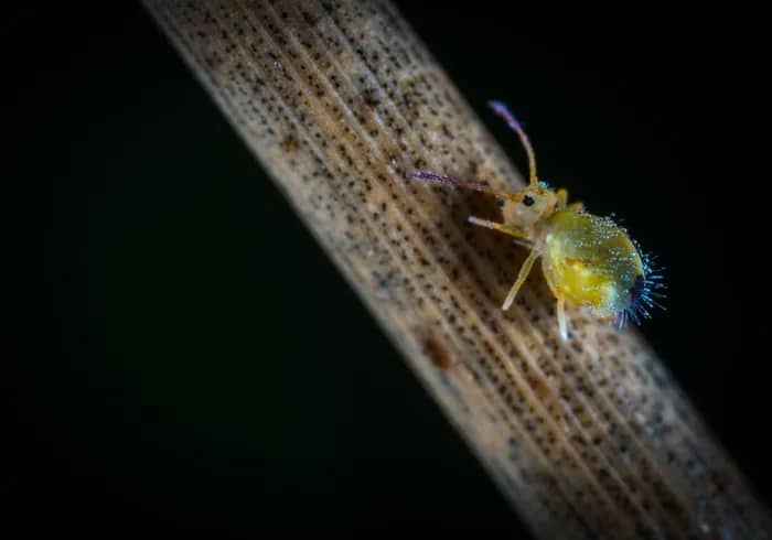 Illustration de l'événement : L'incroyable biodiversité de nos sols