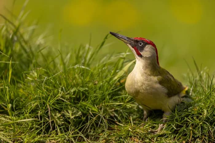 Illustration de l'événement : Deux jours pour photographier la faune sauvage de Picardie