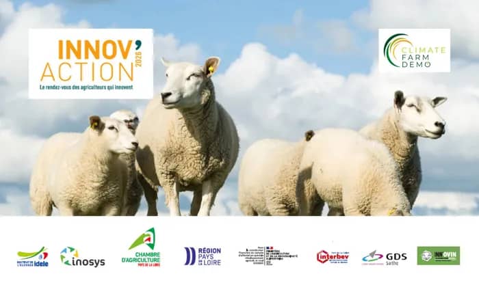 Illustration de l'événement : INNOV'ACTION - Rencontre régionale ovine (72)