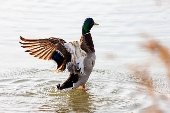 Illustration de l'événement : Les oiseaux de Colomiers : dessine-moi un canard sauvage !