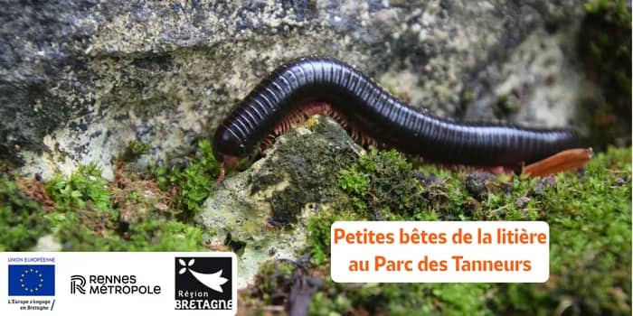 Illustration de l'événement : Petites bêtes de la litière au Parc des Tanneurs