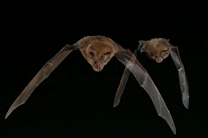 Illustration de l'événement : NUIT DE LA CHAUVE-SOURIS SUR LA RNR DE LA MASSONNE