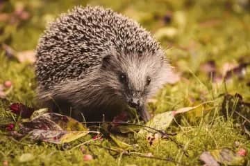 Illustration de l'événement : Des hérissons dans mon jardin ?