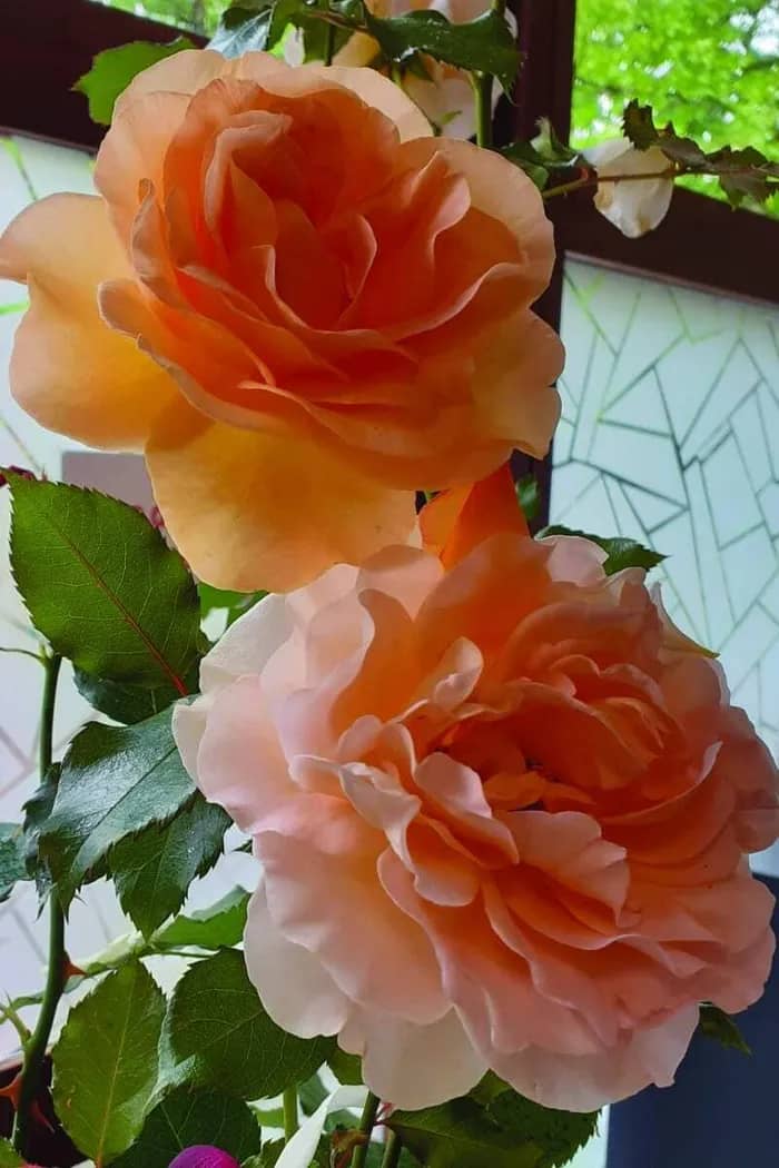Illustration de l'événement : Conférence Histoire de la création d'une rose