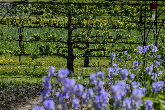 Illustration de l'événement : Journées européennes du Patrimoine 2026 et Journées mondiales de l’art de l’espalier