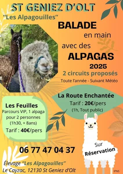 Illustration de l'événement : Balade avec les alpagas