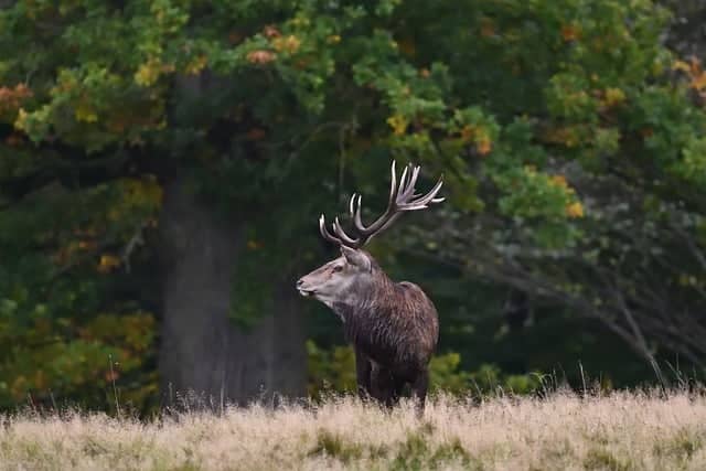 Illustration de l'événement : Soirée découverte brame du cerf et observation de la voûte céleste