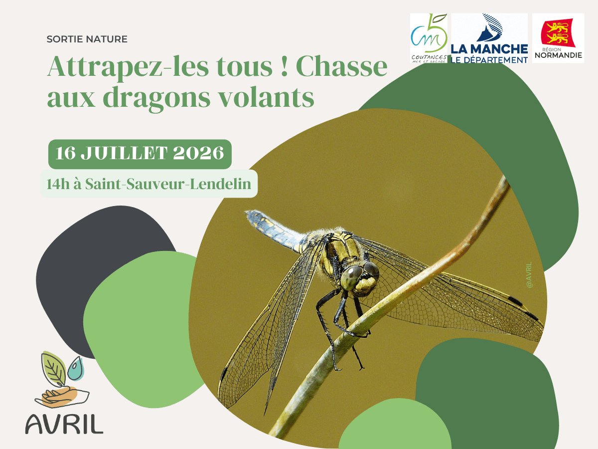 Illustration de l'événement : Attrapez les tous ! Chasse aux dragons volants