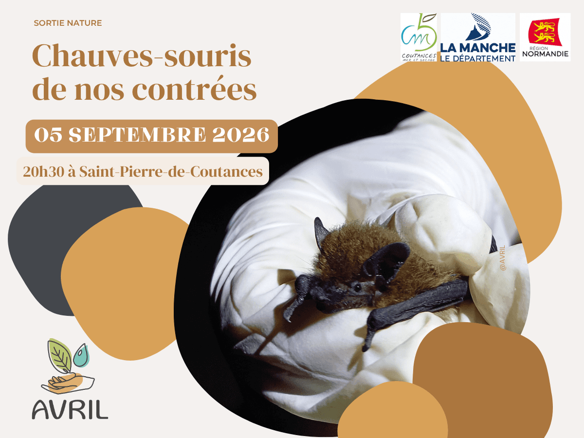 Illustration de l'événement : Chauves-souris de nos contrées