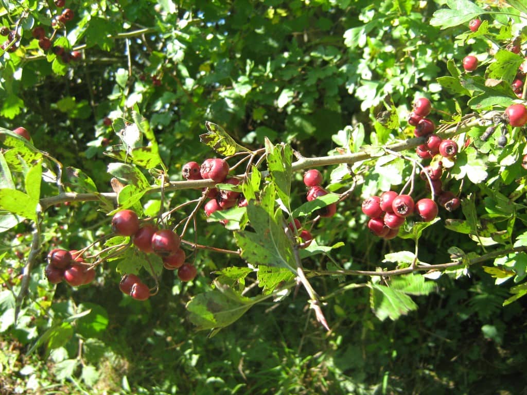 Illustration de l'événement : Couleurs d'automne dans le bocage