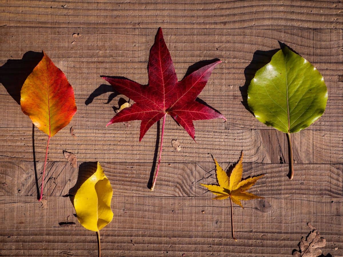 Illustration de l'événement : Sortie parent-enfant : chasse aux feuilles d’automne