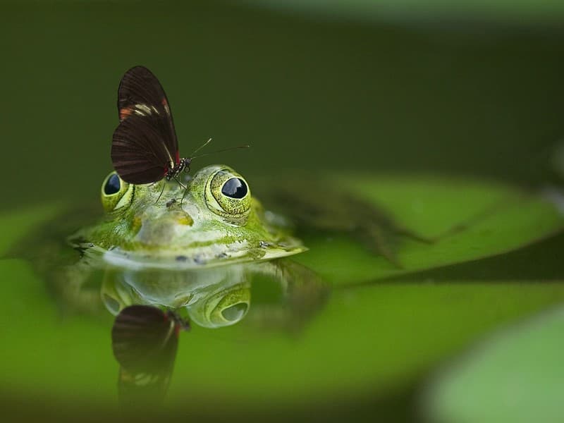 Illustration de l'événement : Balade nature dans le marais en famille