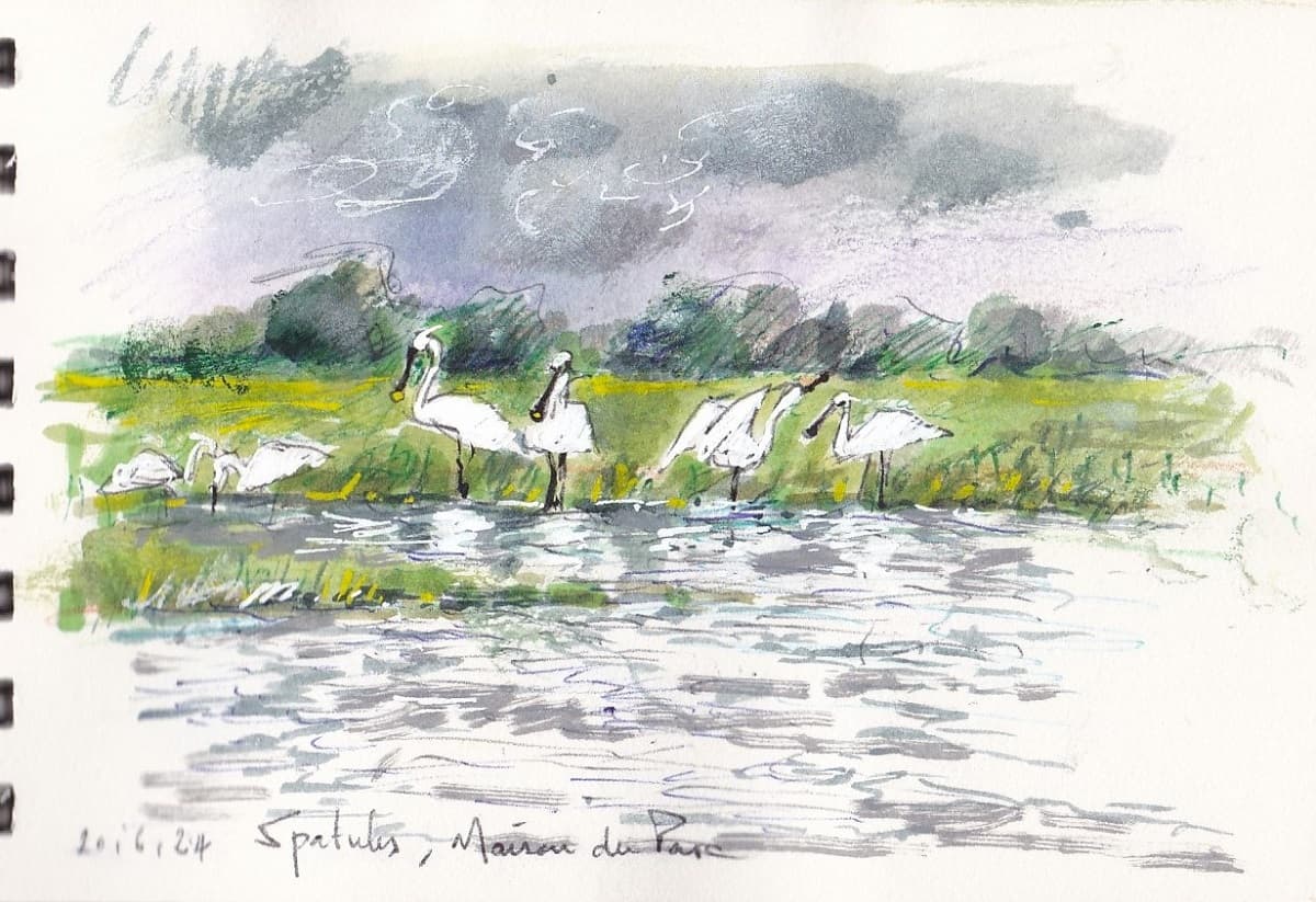 Illustration de l'événement : Croquis dans les marais des Ponts d'Ouve