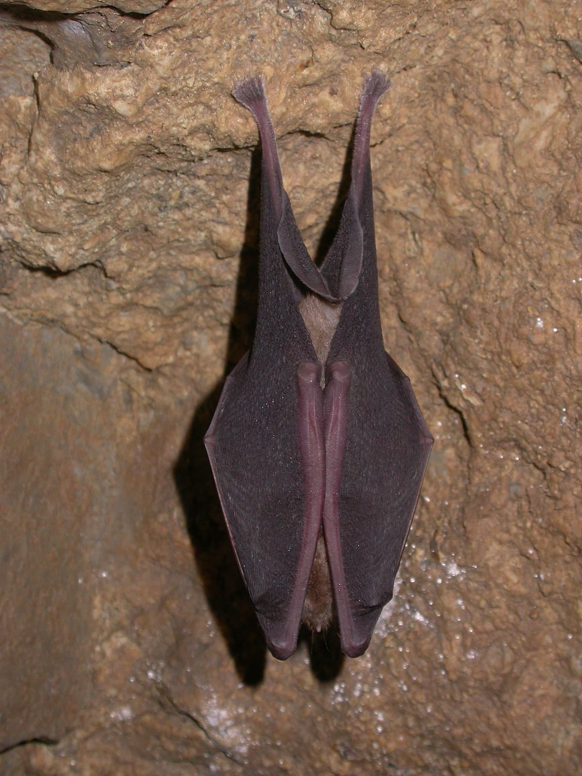 Illustration de l'événement : Nuit internationale de la chauve-souris à la Brèche au Diable