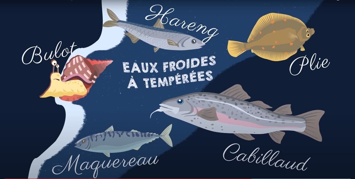 Illustration de l'événement : P'tite visite sur les poissons