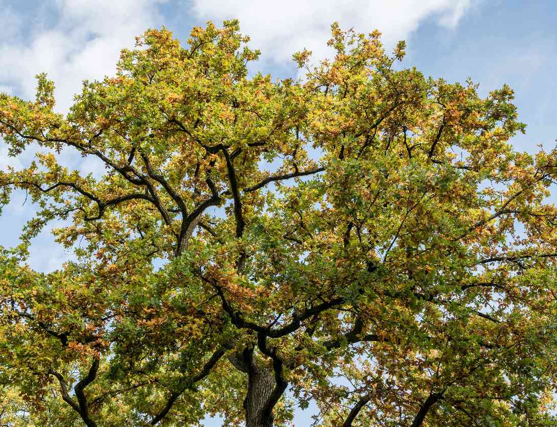 Illustration de l'événement : Histoires en familles : Auprès de mon arbre