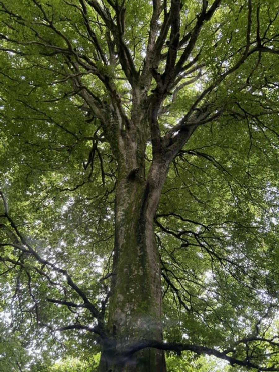 Illustration de l'événement : Atelier tout public : les habitants de l'arbre