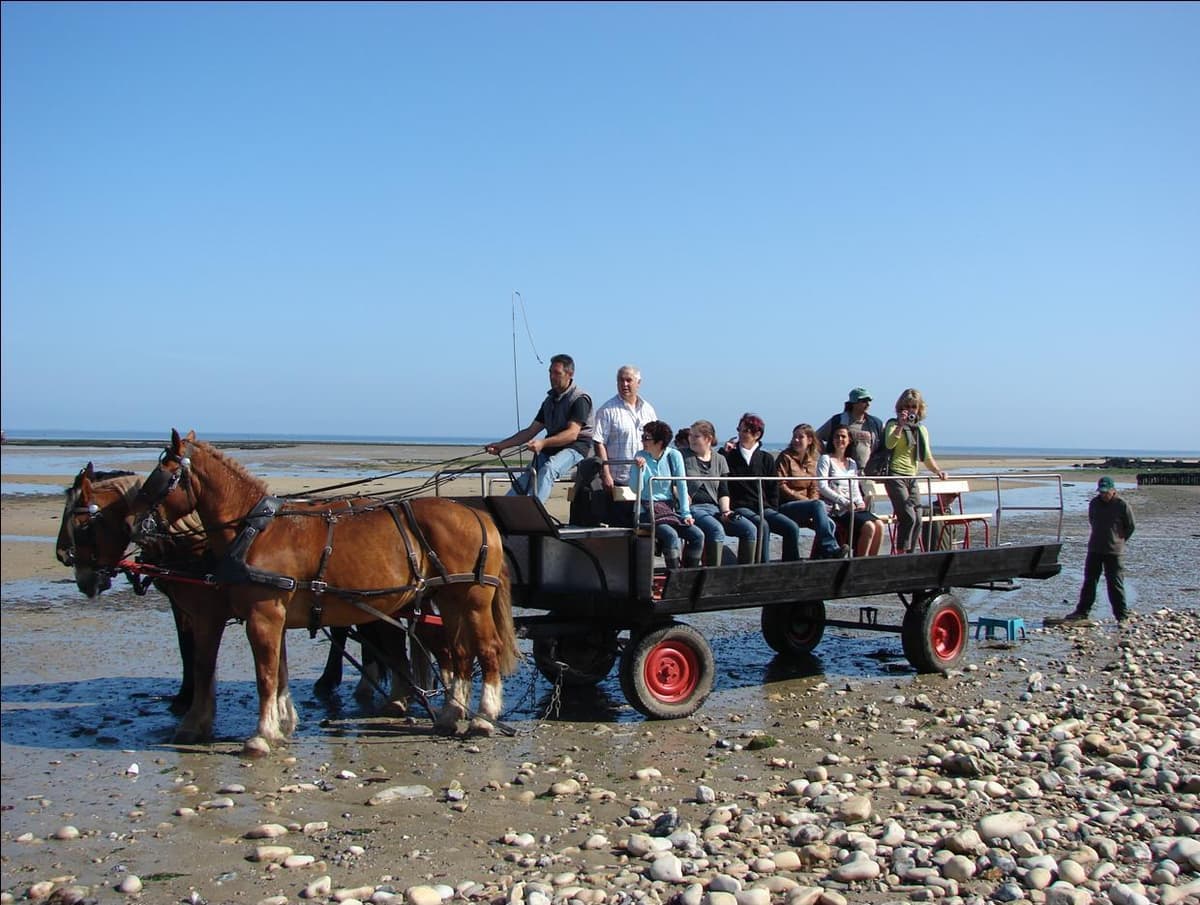 Illustration de l'événement : Les parcs à huîtres de la baie des Veys au rythme des chevaux