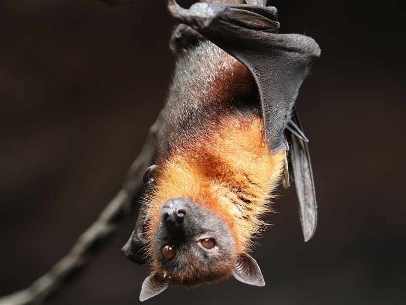 Illustration de l'événement : Nuit de la chauve souris