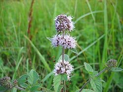 Illustration de l'événement : Flore des tourbières et du bocage