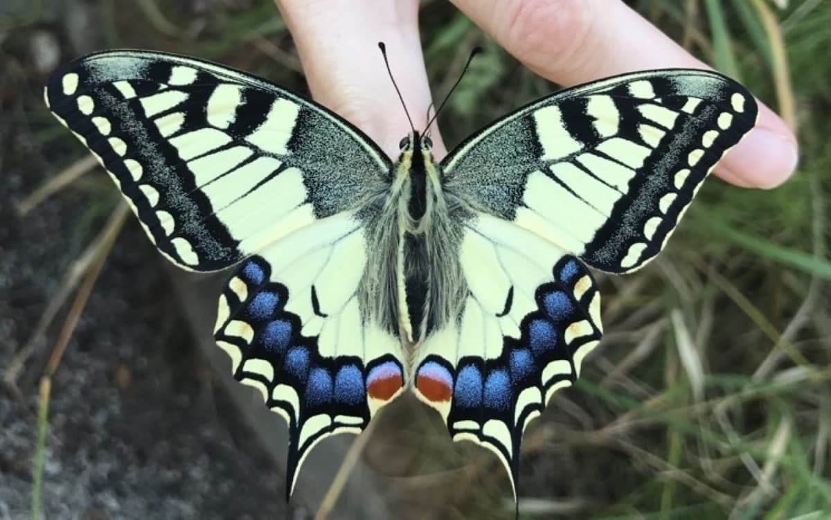 Illustration de l'événement : Atelier tout public : le papillon, l’arc-en-ciel de la nature