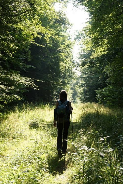 Illustration de l'événement : Balade nature - Promenons-nous dans les bois… Forêt, vergers et patrimoine rural