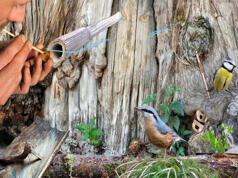 Illustration de l'événement : Atelier - La voix de l'oiseau