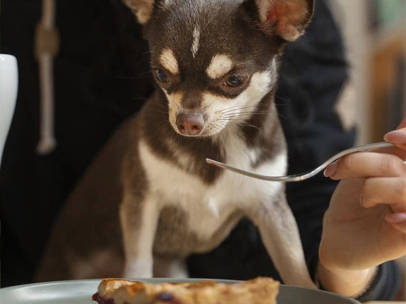 Illustration de l'événement : Dîner dog-friendly