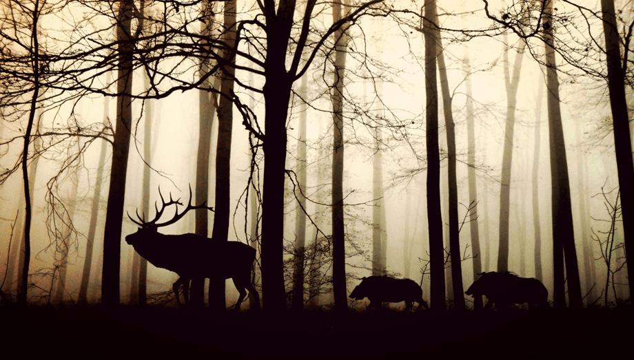 Illustration de l'événement : Sortie nature - Forêt hantée !