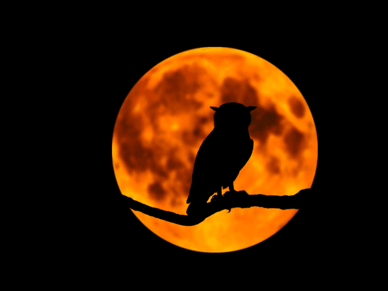 Illustration de l'événement : Sortie nature - Les secrets de la nuit