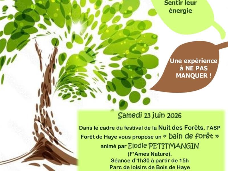 Illustration de l'événement : Nuits des forêts - Bain de forêt - Forêt de Haye