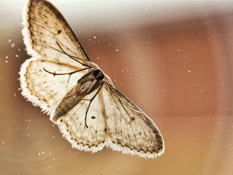 Illustration de l'événement : Visite nature - À la rencontre des papillons