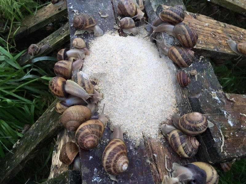 Illustration de l'événement : Visite de la ferme aux escargots de Margaux