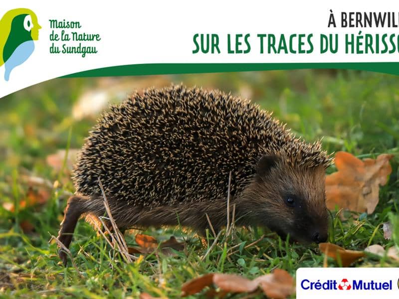 Illustration de l'événement : Sur les traces du hérisson à Bernwiller
