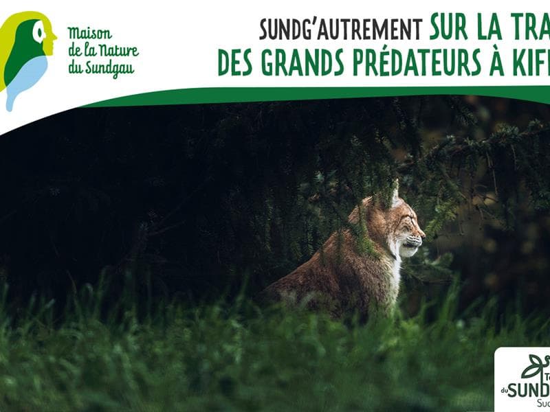 Illustration de l'événement : Sur les traces des grands prédateurs à Kiffis
