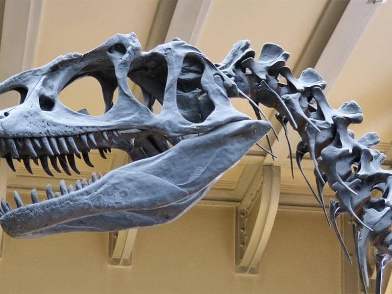 Illustration de l'événement : Exposition de dinosaures