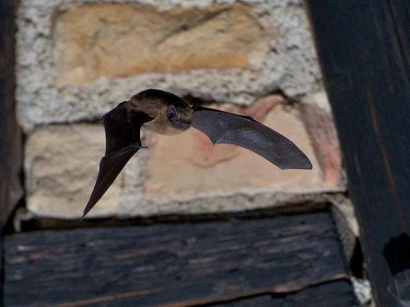 Illustration de l'événement : Rendez-vous nature : À la rencontre des chauve-souris