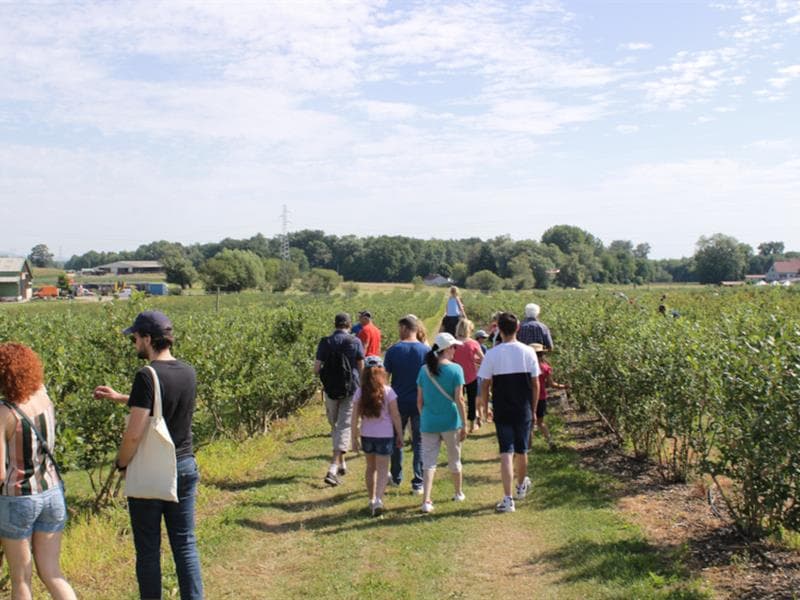 Illustration de l'événement : Visite guidée de la culture de myrtilles à la Ferme Brand-Arbogast