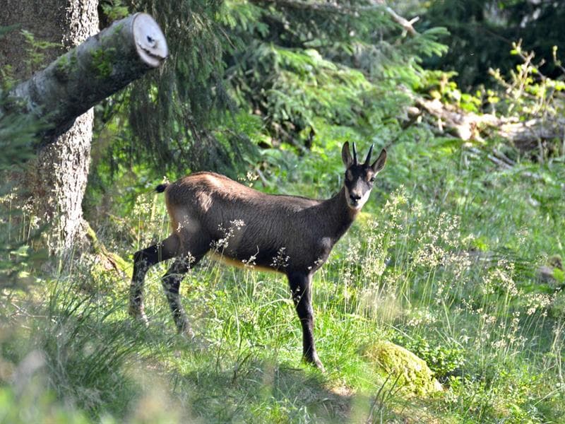 Illustration de l'événement : Sortie à la rencontre des chamois