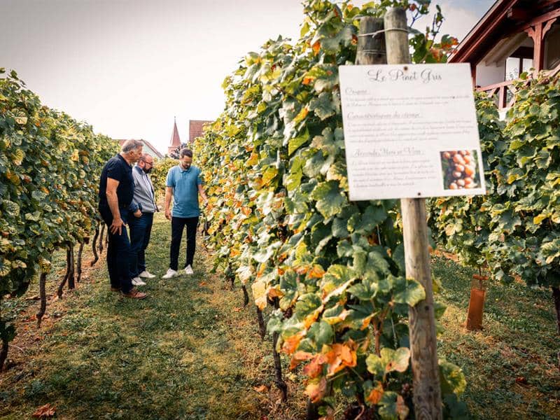 Illustration de l'événement : Parenthèse Vigneronne : Initiation à la dégustation